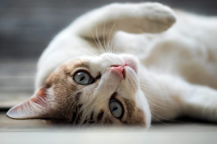 fda-approves-drug-for-cats-with-allergic-skin-disease