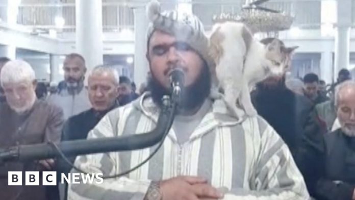 cat-jumps-on-imam-leading-ramadan-prayers-in-algeria